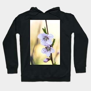 Fruit tree blossoms in spring Hoodie